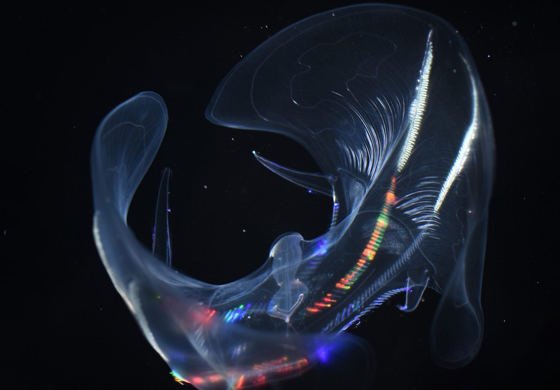 Ctenophores.org – Ctenophores. Comb jellies. Gelatina de peine ...